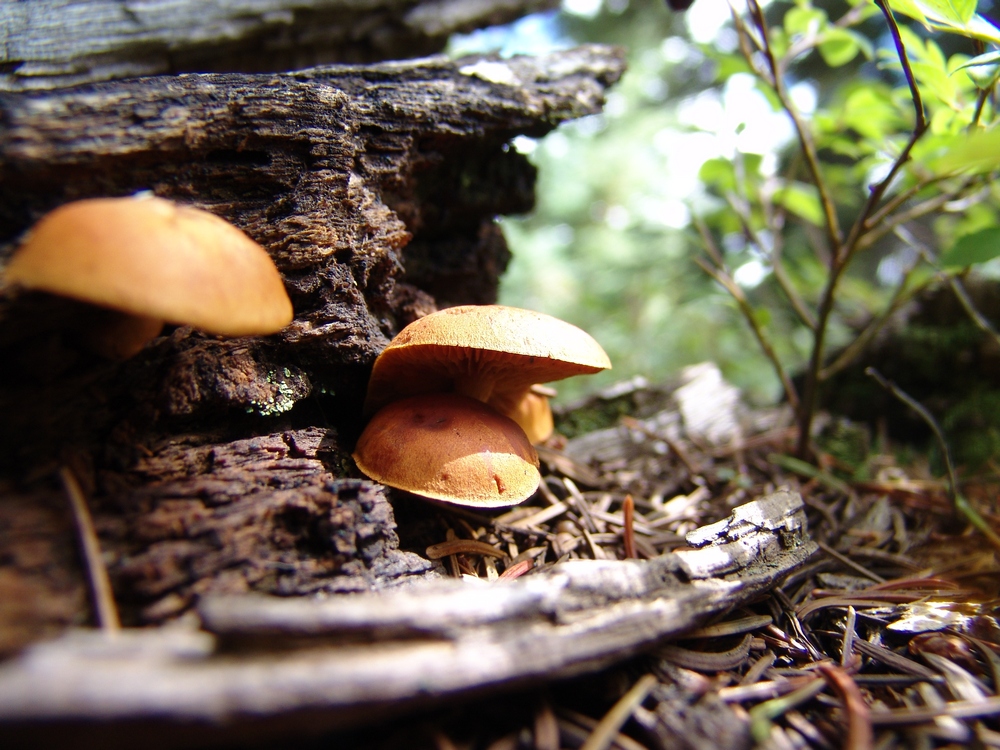 Mushroom growing on wood